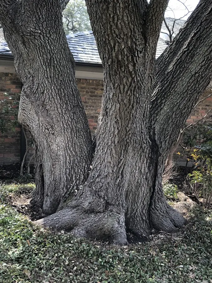 Mature heritage tree close to a West Union property cared for by certified arborists